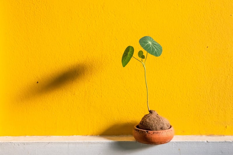 Indoor Plant Wall