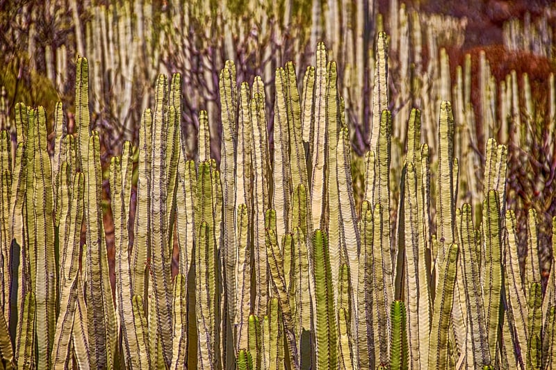 Vertical Succulent Display